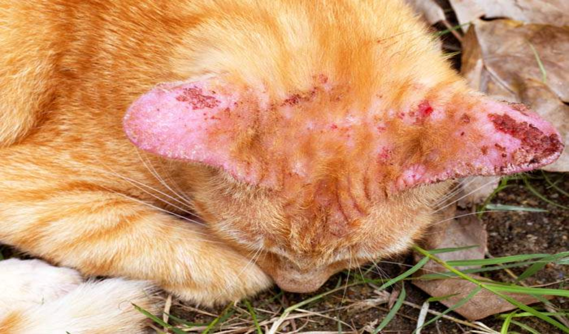 Fungo della pelle nei gatti: riconoscere i sintomi e trattarli con successo
